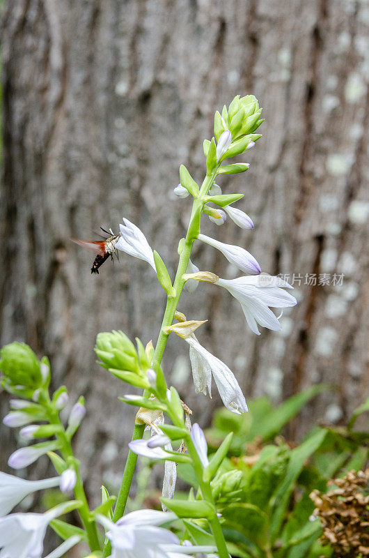 宽边蜂鹰蛾(Hemaris fuciformis)特写详细照片上的一个野花在绿色的自然背景